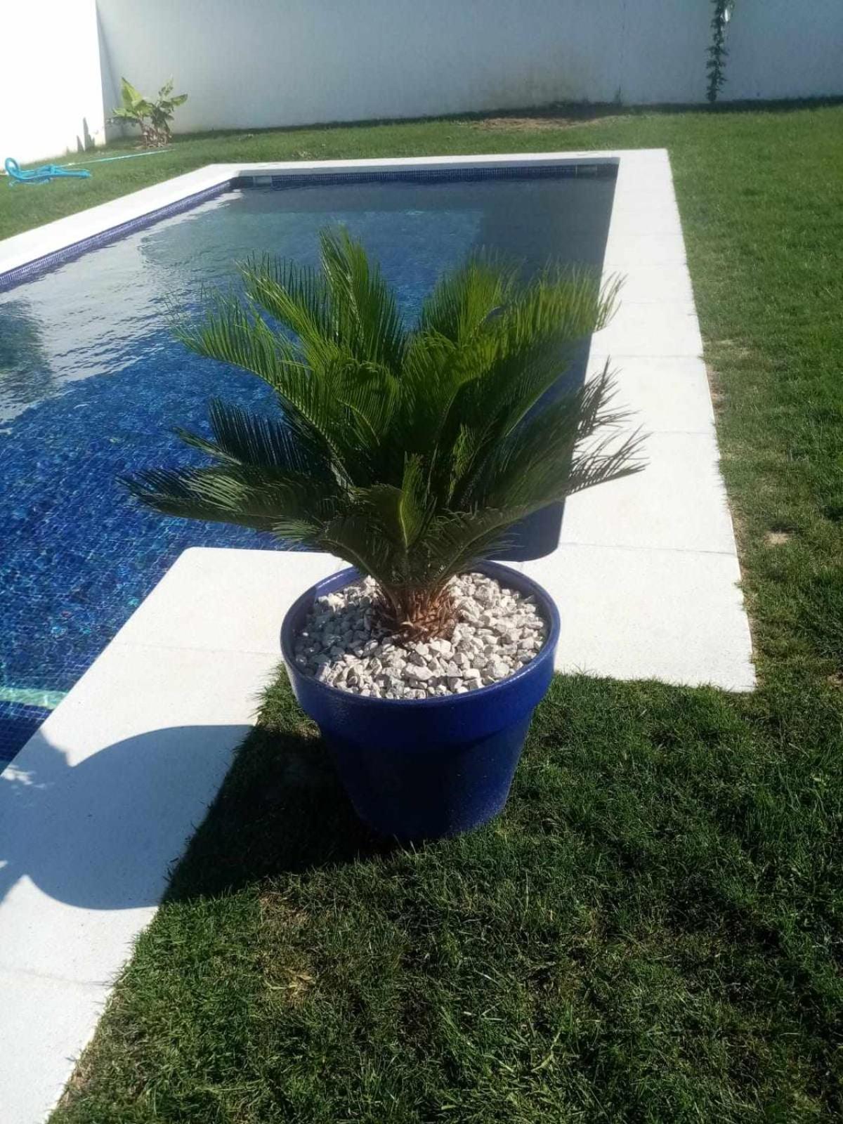 Las Casitas De La Barrosa Con Jardin Y Piscina شيكلانا دي لا فرونتيرا الغرفة الصورة